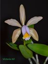 Cattleya forbesii